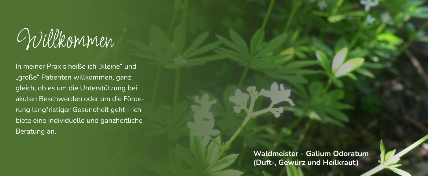 Waldmeister – Galium Odoratum